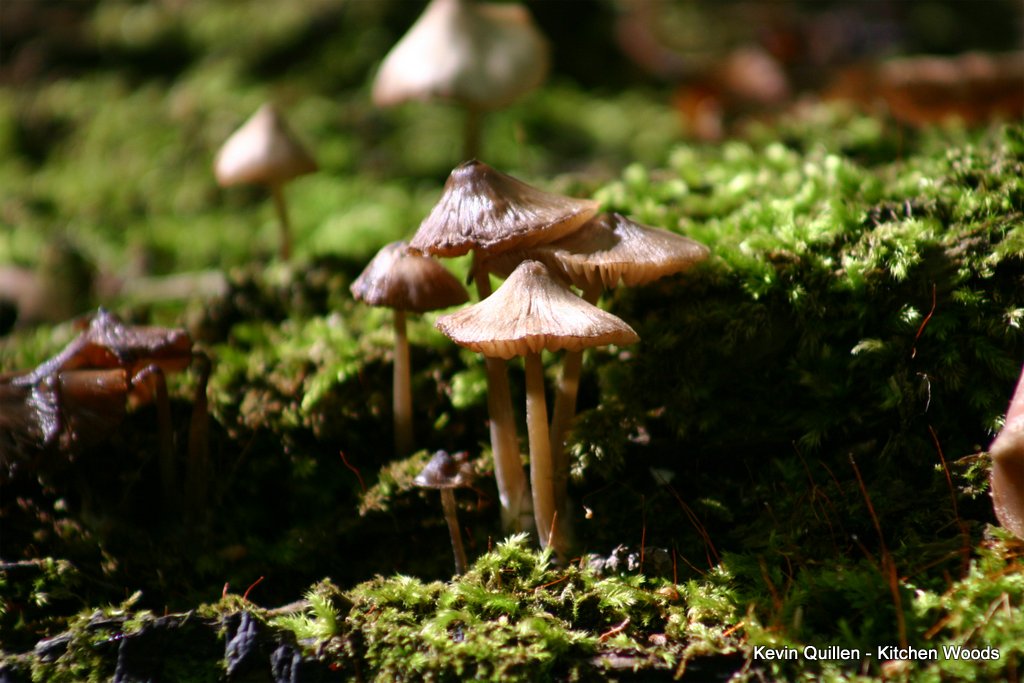 Mushrooms on Moss - #2